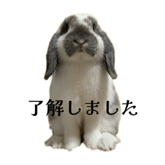 hachi_20251122114851