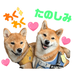 Korotan_20251122114532