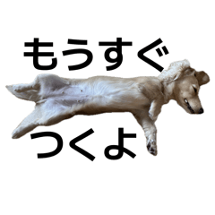 Dachshund contact sticker