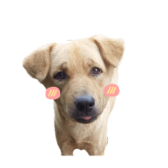 Kodchaphan_20251121225507