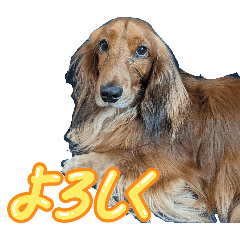 achico_20251122124702