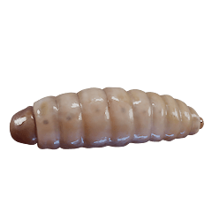 まずそうなウジ虫