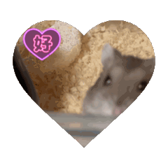 ORANGE_202511221950210805