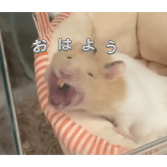 Hamusternoyurukawasutannpu