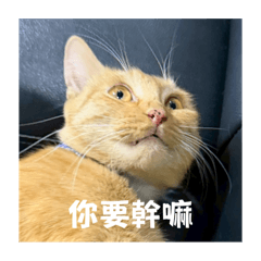 咪咪ㄉ一號表情