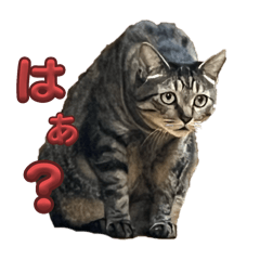 haruna_20251122162845