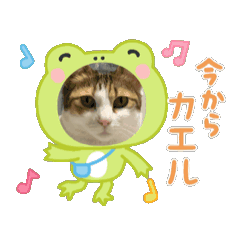 koko_20251123093645