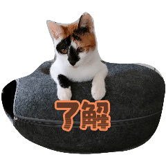 alice_20251122222126