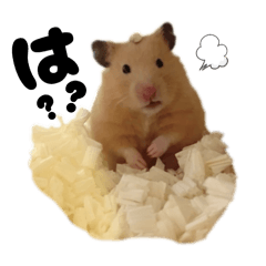 ASUKA_20251123065300