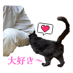 hachi_20251123003141