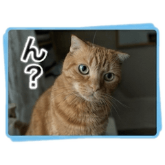 carrot_20251123101839