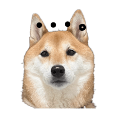 hachi_20251122233059