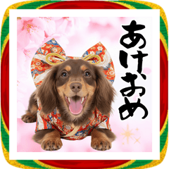 笑顔で迎える2026♡お正月ダックス