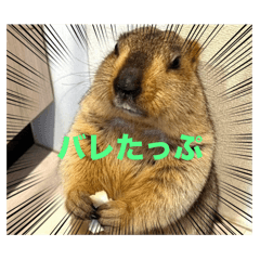 yopiko_20251122133044