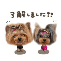 デュークくん.モナークくんmix