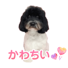 Koko_20251123121936