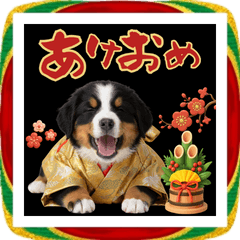 【謹賀新年】年末年始で使える！バーニーズ