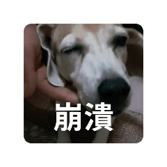 一個關於迷格魯的故事