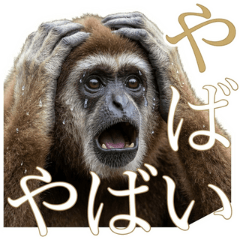 White-Handed Gibbon Daily Stickers