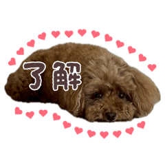 toy poodle ruruchan sticker