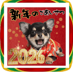 新春2026年♡お正月チワワ（ブラックタン）