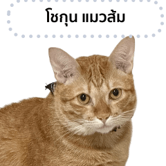 โชกุน แมวส้ม (ข้อความ แก้ไขได้)