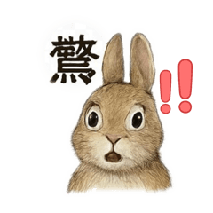 A slightly curious rabbit