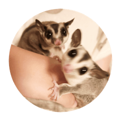 PYONMIMI_20251122012051