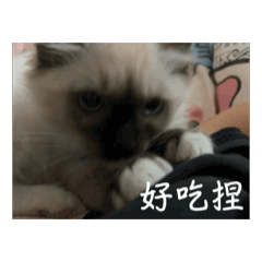 炭吉老大-動滋動