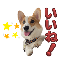 プロコーギー犬　乃雪(のの)スタンプ