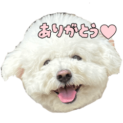 bichon_pipi