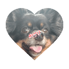 マハロ　ヌイ　ロア