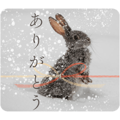 animals in winter