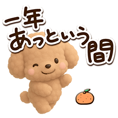 Toy poodle apricot (3D2)