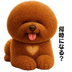 Puutaro the Big Toy Poodle
