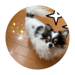 チワワの鈴ちゃん