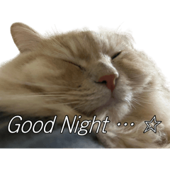 akane_20251123154519