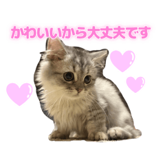 himachan_20251123080415