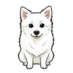 American Eskimo Dog