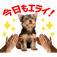 Yorkshire Terrier Daily Caring Stickers