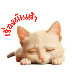 wipada_20251124015352