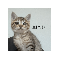 POTATO_20251124074006