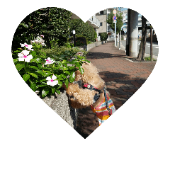 toypoodleMOKA2