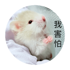 熊崽崽們