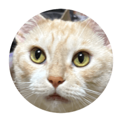 yuhki_20251124190720