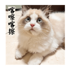 悠悠小可愛趴二