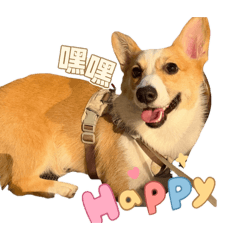 抖仔寶寶的日常