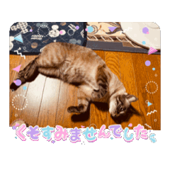 3にゃんずの気持ち♡