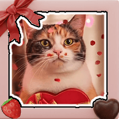 飛び出す★猫達のバレンタイン【にゃんズ】