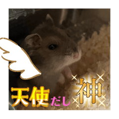 ORANGE_20251124192024